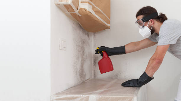 Professional Basement Mold Removal technician working in Palm Harbor, FL