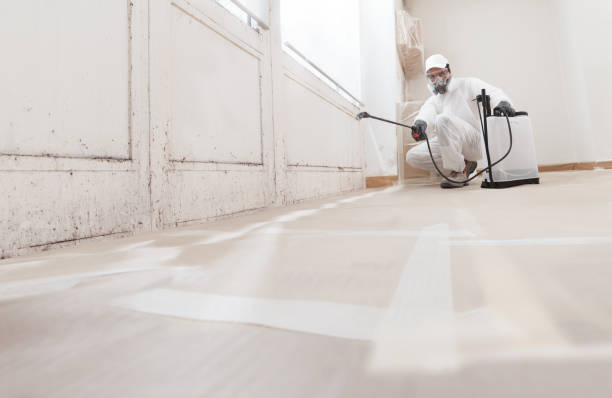 24/7 Emergency Basement Mold Removal experts in Palm Harbor, FL