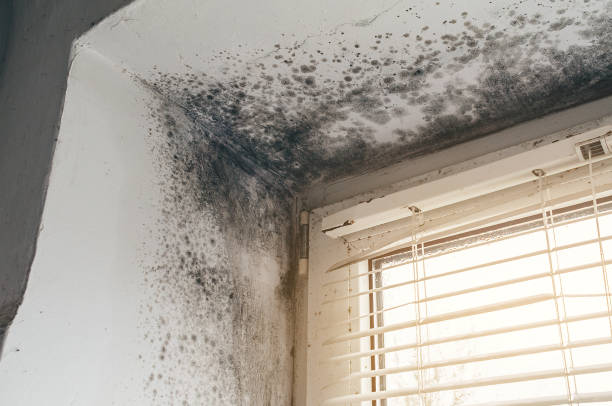 Affordable Basement Mold Removal solutions in Palm Harbor, FL