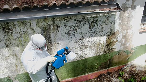Top rated local Basement Mold Removal specialists in Palm Harbor, FL